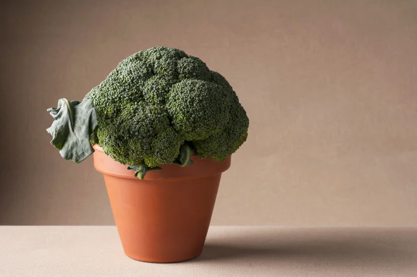 Broccoli in klei pot Stockafbeelding
