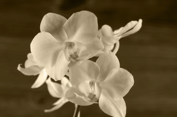 Orchideebloem over houten achtergrond. Stockfoto