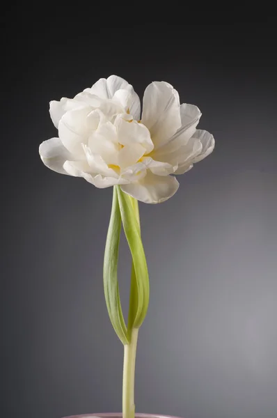 Witte tulp over grijze achtergrond. Stockafbeelding