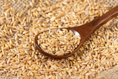 Spelt wheat in a wooden spoon. Spelt cereal culture for a healthy diet clipart