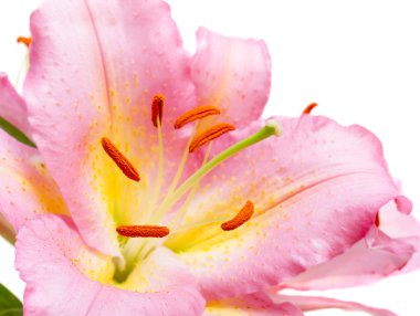 pembe lilyum beyaz zemin üzerine