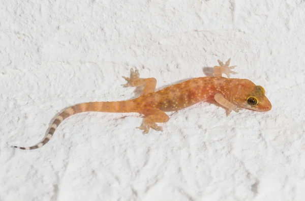 Petit gecko léopard tacheté sur rocher blanc Photo De Stock