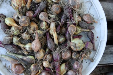 Soğandan arkaplan, toprakta küçük soğanlar.