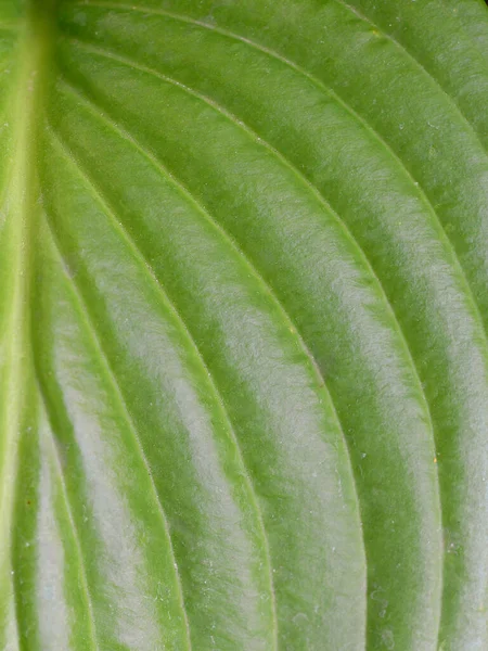 Close Green Leaf — Stock Photo, Image