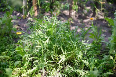 Rucola (Arugula), bahçede bitki