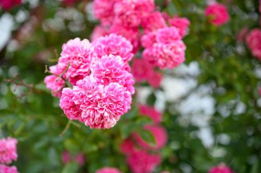 Bahçede güzel bir gül