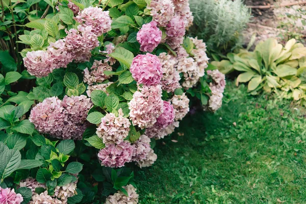 Flores Hortensias Jardín — Foto de Stock