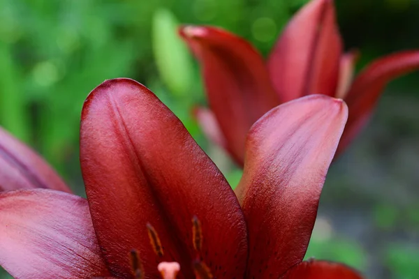 Bloeiende Lelie Een Groene Achtergrond — Stockfoto