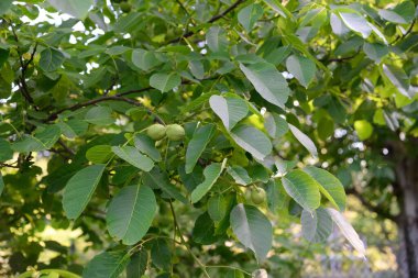Doğada ceviz ağaçta