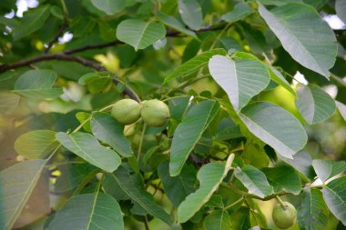 Doğada ceviz ağaçta