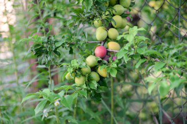 Ağaçta yeşil erik