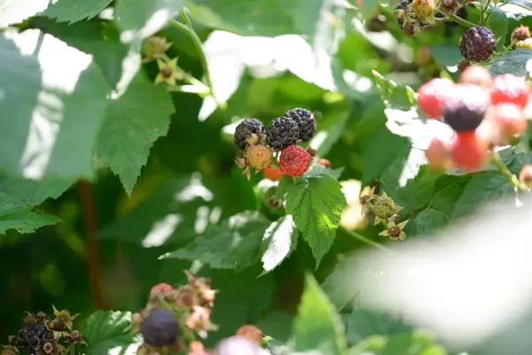 庭の熟したブラックベリー — ストック写真