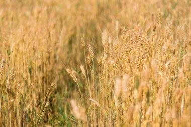 Yazın altın buğday tarlası