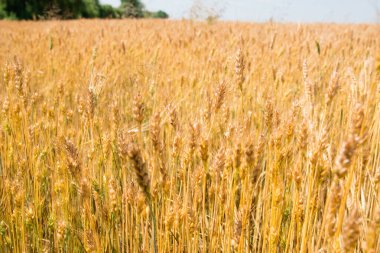 Yazın altın buğday tarlası