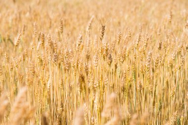 Yazın altın buğday tarlası
