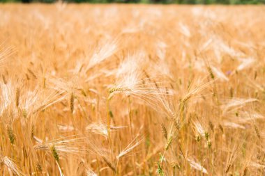 Yazın altın buğday tarlası