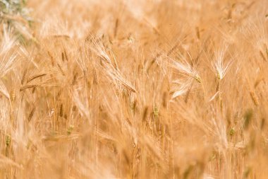 Yazın altın buğday tarlası