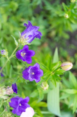 Campanula, bahçede çiçek