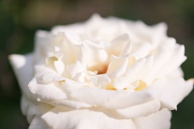 Bahçede güzel bir gül