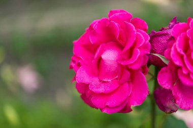 Bahçede güzel bir gül