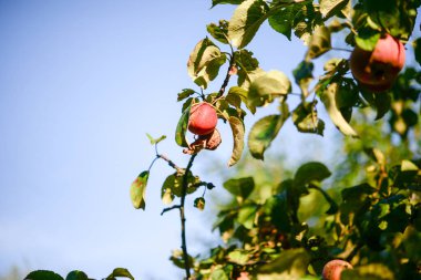 Bahçedeki bir dalda elma