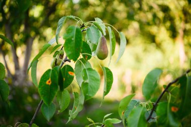 Armut bahçeye yakın çekim