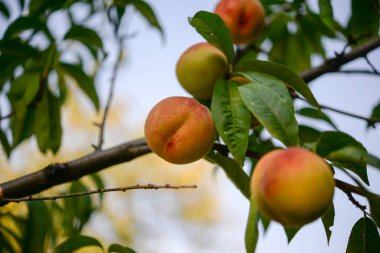 Şeftali ağacında şeftali