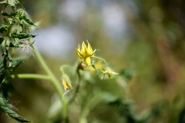 Domates fidanına yakın plan domates çiçeği.