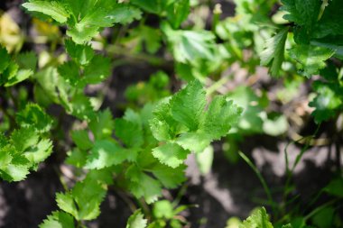 Kereviz (Apium Graveolens) - bahçede yapraklar