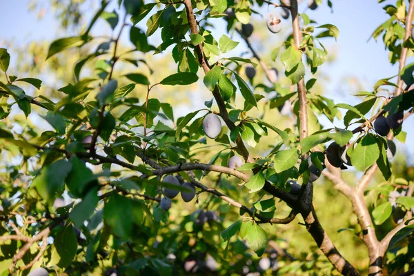 Ağaçta olgun erikler