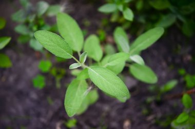 Sage officinalis (Salvia officinalis) - büyüme aşamaları