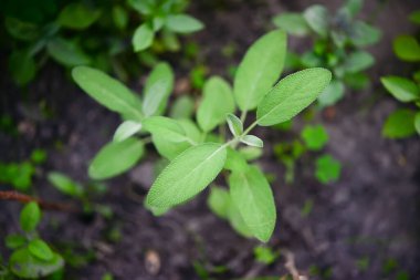 Sage officinalis (Salvia officinalis) - büyüme aşamaları