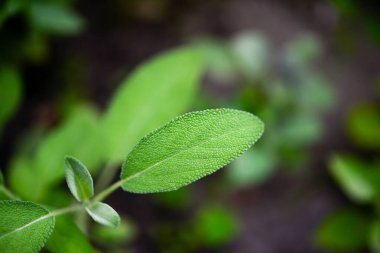 Sage officinalis (Salvia officinalis) - büyüme aşamaları