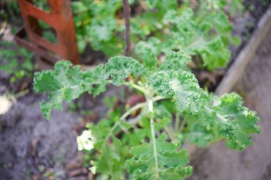 Kale (Latince Brassica oleracea var.sabellica) bahçede