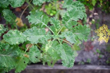Kale (Latince Brassica oleracea var.sabellica) bahçede
