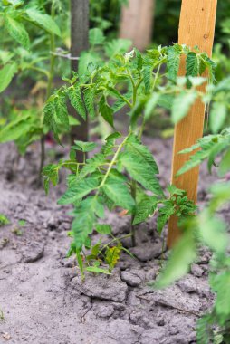 Bahçedeki domates bitkisi