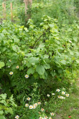 Çalının yeşil yaprakları