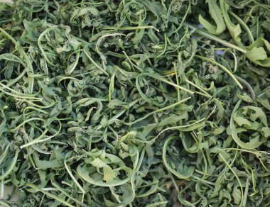 Rucola (Arugula), bahçede bitki