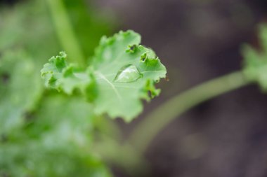 Kale (Latince Brassica oleracea var.sabellica) bahçede