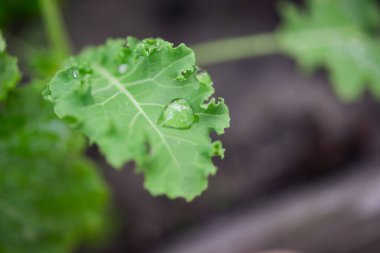 Kale (Latince Brassica oleracea var.sabellica) bahçede