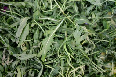 Rucola (Arugula), bahçede bitki