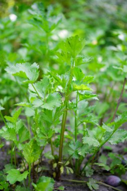 Kereviz (Apium Graveolens) - bahçede yapraklar