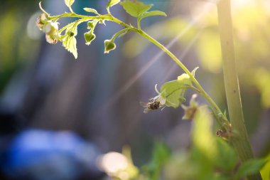 Bir çalılıkta ahududu çiçeği