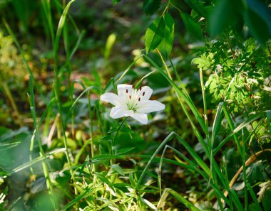 Yeşil arka planda çiçek açan zambak