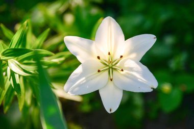 Yeşil arka planda çiçek açan zambak