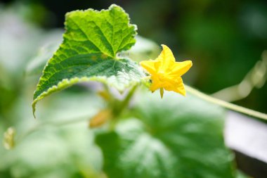 Bahçede salatalık çiçeği