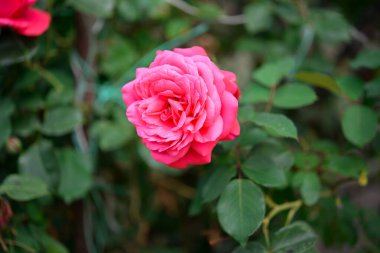 Bahçede güzel bir gül