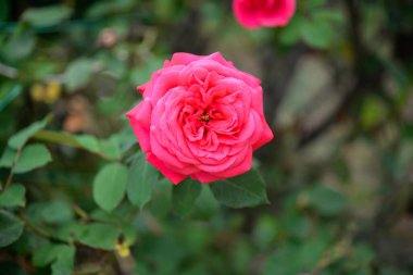 Bahçede güzel bir gül