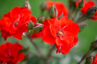 Bahçede güzel bir gül