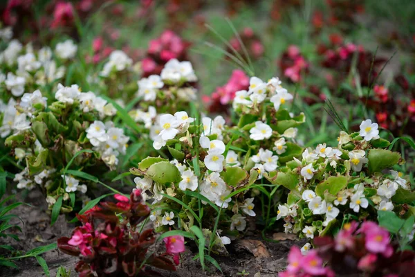 Begonia Blommor Trädgården — Stockfoto
